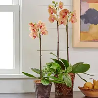 Kaleidoscope Moth Orchid — Orchid in 5" metal cachepot