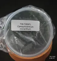 FLASK Campylocentrum micranthum