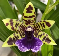 Zygodisanthus DIMITRI KONTOS (Zygo.Paardeberg Blue x Pds.micranthus)