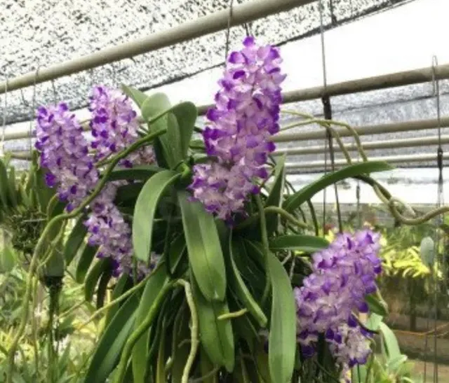 Rhynchostylis coelestis species big mounted