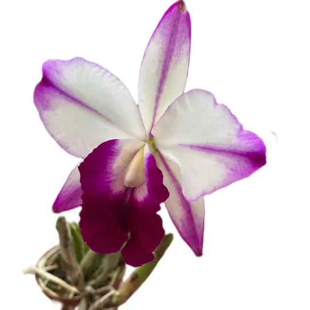 Cattleya Memoria Robert Strait ' ' 'Islander Delights'