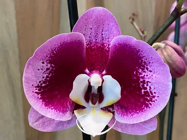 Phalaenopsis I-Hsin Spotted Deer x Doritaenopsis KV Charmer
