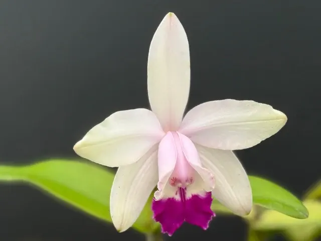 Cattleya intermedia 'GF1' (Cattleya)