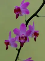 Phalaenopsis Pulcherrima Dwarf