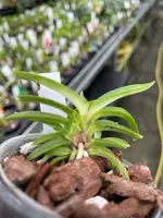 Neofinetia falcata ‘Homeiden’
