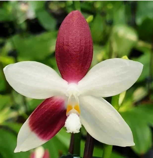 Phalaenopsis tetraspis 'C2' (Phalaenopsis)