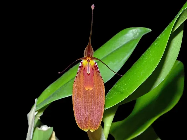Restrepia cuprea
