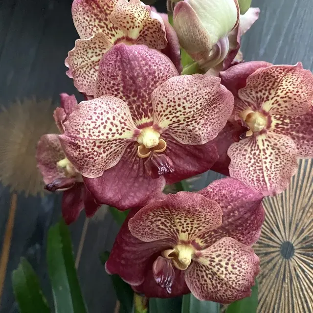 Vanda SUNANDA® Leopard Coral - Exemplarul Din Poza
