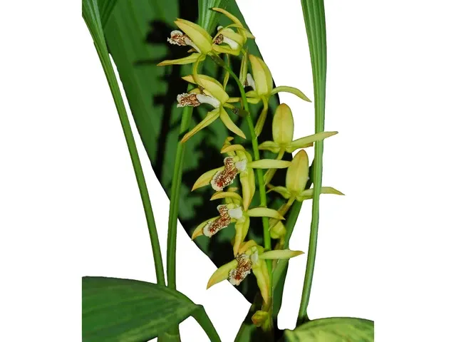 Coelogyne peltastes (Coelogyne)