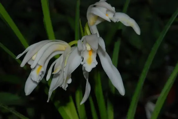 Cymbidium mastersii