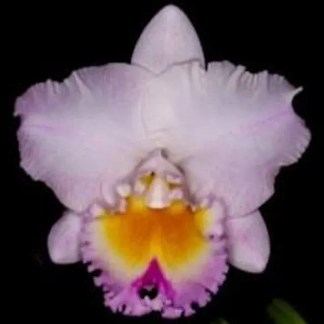 Brassolaeliocattleya California Girl 'Orchilabrary Seedling' (Brassolaeliocattleya)