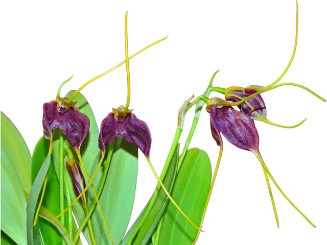 Masdevallia Sacerdote Cesar Cordero Moscoso (Masdevallia)