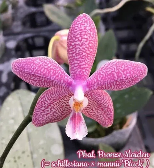 Phalaenopsis Bronze Maiden 欣蕾莉交曼尼 '黑'