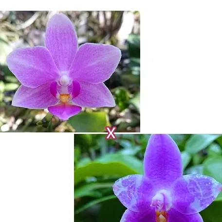 Phalaenopsis Micaels Calista