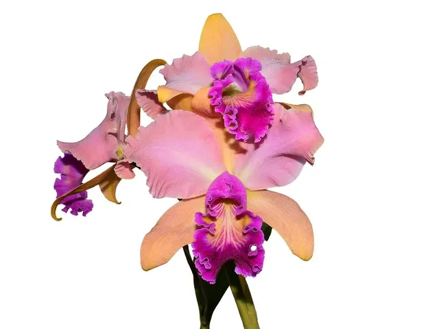 Rhyncholaeliocattleya Jose Roman (Rhyncholaeliocattleya)