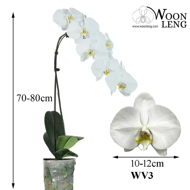 Phalaenopsis WV3 (Phalaenopsis)