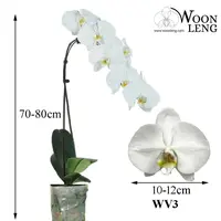 Phalaenopsis WV3 in soft plastic pot