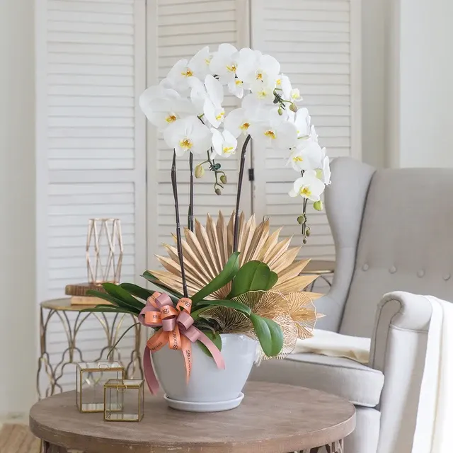 Phalaenopsis 'Jodie' (Phalaenopsis)
