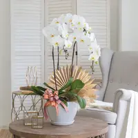 Jodie Pure White Phalaenopsis Orchid (3 stalks)