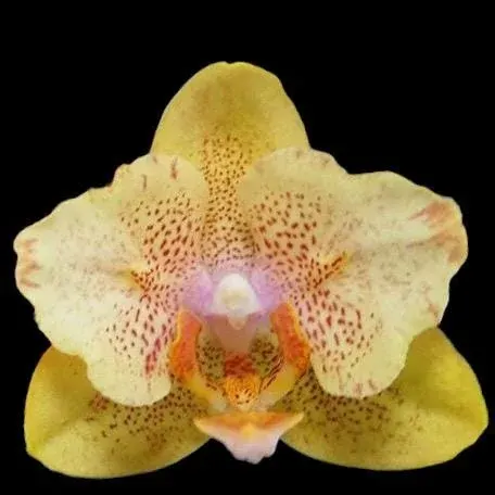 Phalaenopsis Little Emperor 'Peloric'