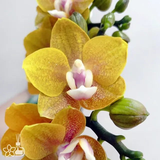 Phalaenopsis I-Hsin Cutie Honey