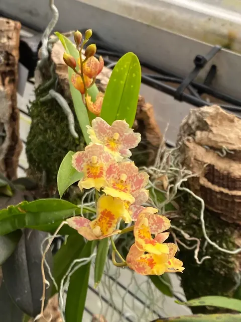 Howeara Lava Burst ‘Pacific Sunrise’ (Howeara)