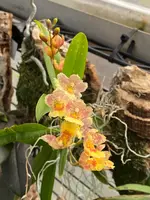 Howeara Lava Burst ‘Pacific Sunrise’ (S)