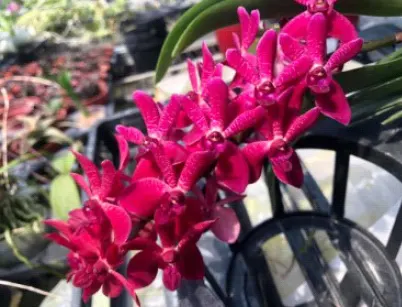 Renanstylis Lee Mui Keow (Renanstylis)