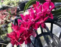 Rnst. Lee Mui Keow ( Ren. Kalsom x Rhy. gigantea) (RHLMK) ( - - others ) Rnst.=Renanstylis / Ren.=Renanthera / Rhy.=Rhynchostylis