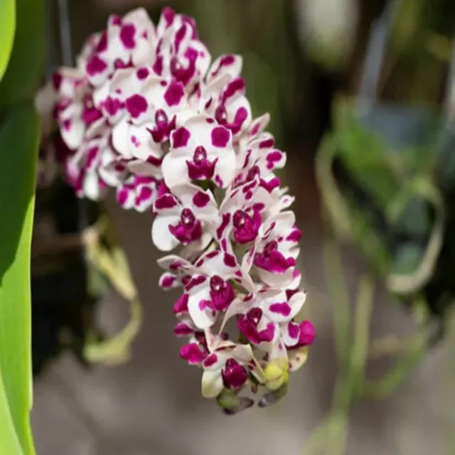 Rhynchostylis gigantea 'Cartoon' (Rhynchostylis)
