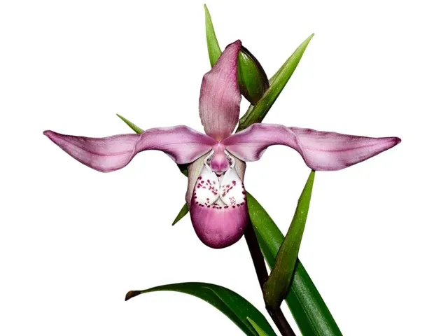 Phragmipedium Peruflora's Saltimbanco (Phragmipedium)
