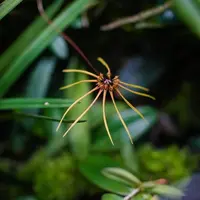 Bulbophyllum makoyanum