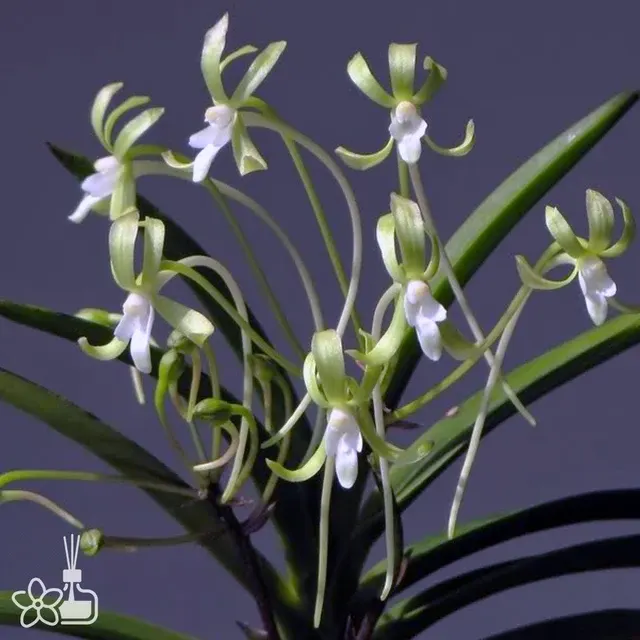 Neofinetia falcata 'Kishu Ryokufu' (Neofinetia)