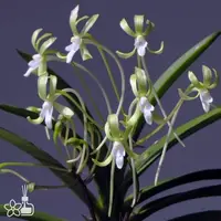 [Bare-root] #VA# Neofinetia (V.) falcata 'Kishu Ryokufu' 紀州綠風 [2.5" BS][Oct in stock 26]