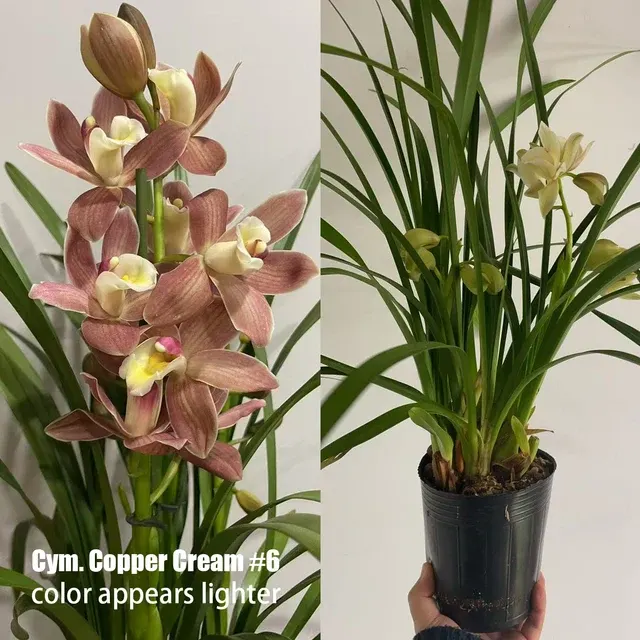 Cymbidium Copper Cream '#6'
