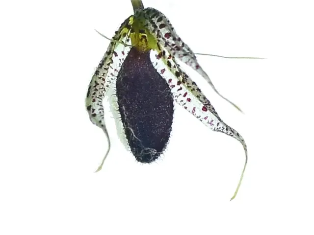 Specklinia megalops (Specklinia)