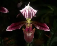 Paphiopedilum purpuratum
