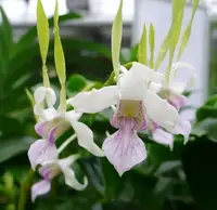 Orchid Dendrobium Antennatum Antelope New Guinea Spikes Fragrant Scent 4" Pot Orchid
