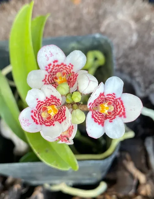 Sarcochilus Ella Pat x ‘Sweetheart Speckles’
