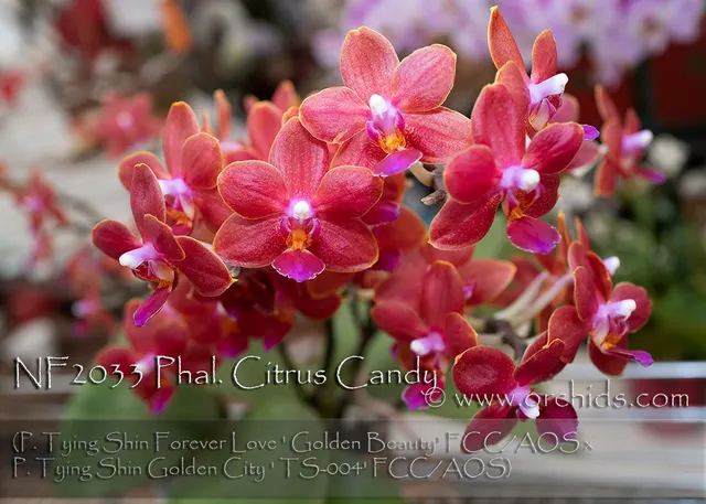 Phalaenopsis Citrus Candy 'Note: In Bloom As 6/17/2023' (Phalaenopsis)