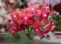 Phal. Citrus Candy 'Note: Only 4 available. ' (P. Tying Shin Forever Love ' Golden Beauty' FCC/AOS x P. Tying Shin Golden City ' TS-004' FCC/AOS)