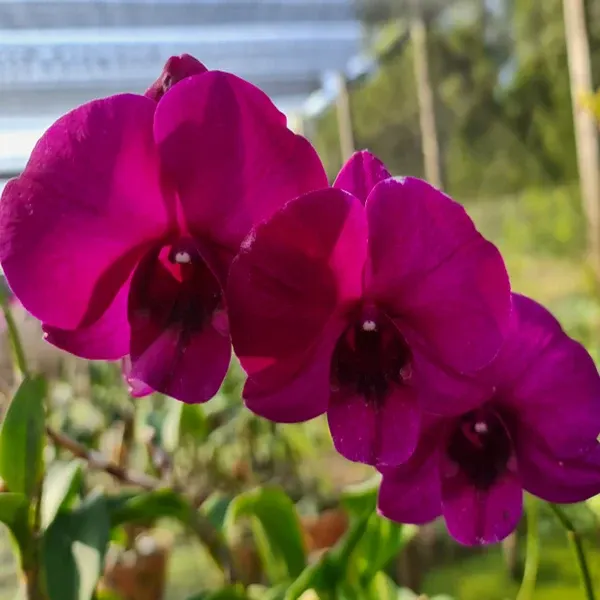 Dendrobium Thailand x Miss Asian