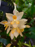 Sievekingia marsupialis