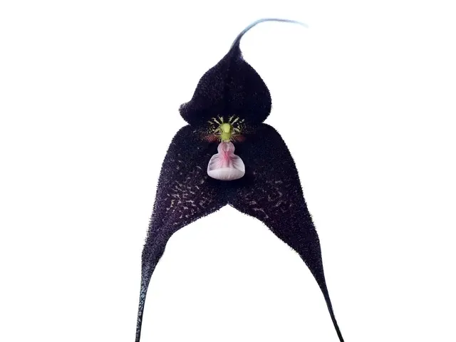 Dracula roezlii (Dracula)