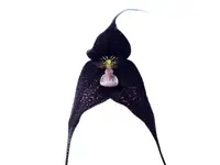 Dracula roezlii