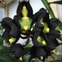Catasetum Tenebrosum