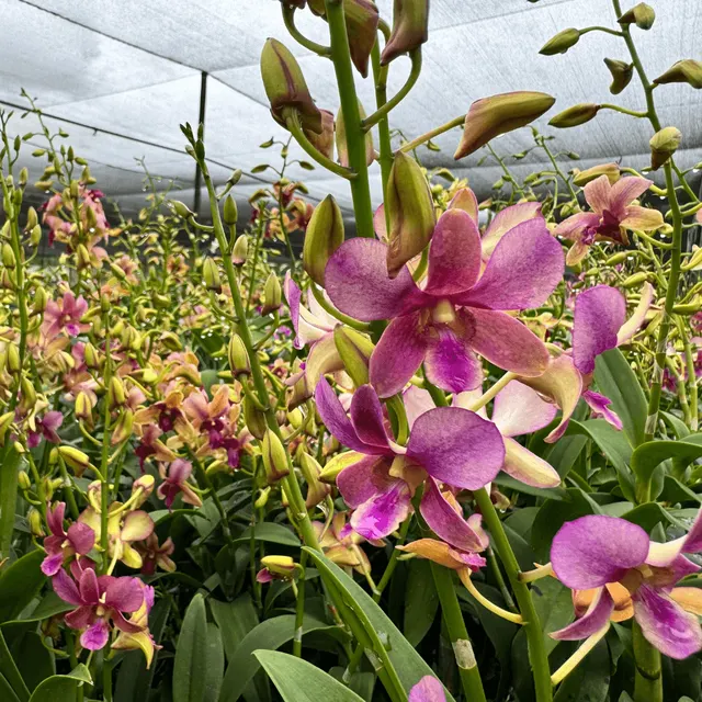 Dendrobium Yamamoto (Dendrobium)