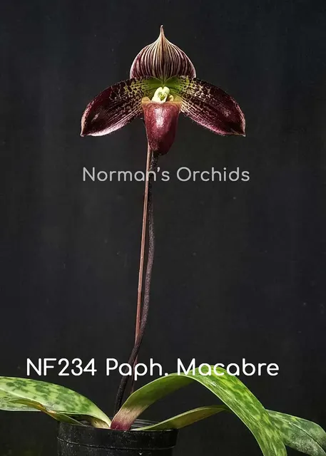 Paphiopedilum Macabre