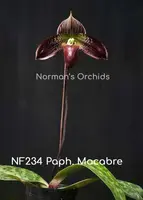Paph. Macabre 'Note: Attractive vareigated leaves ' ('Monte Vista' x ' American Beauty')