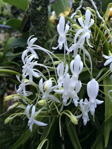 Neofinetia falcata 'Furan' (Neofinetia)